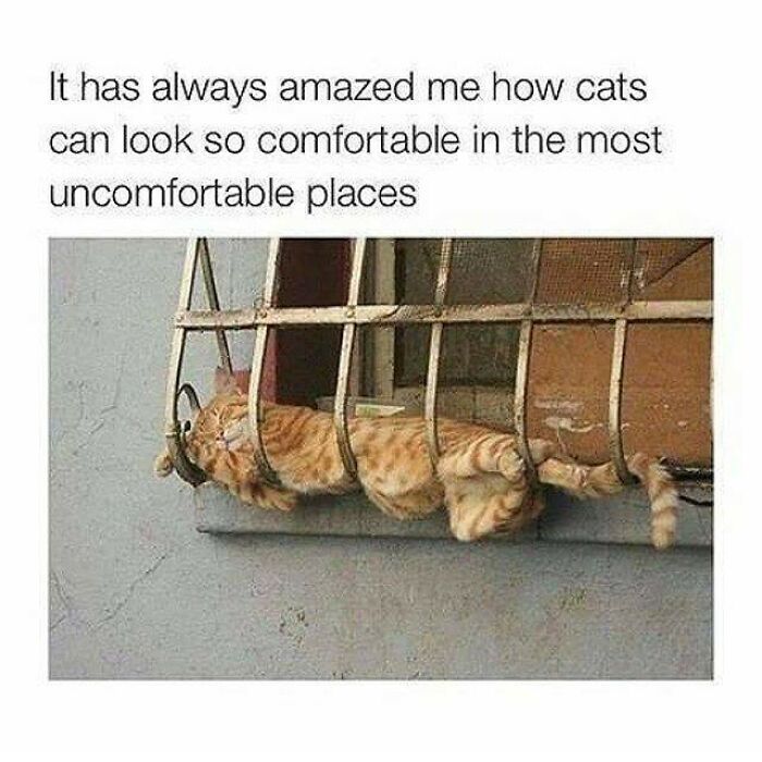 115 Cats Doing What Cats Do Best: Total Goofballs!