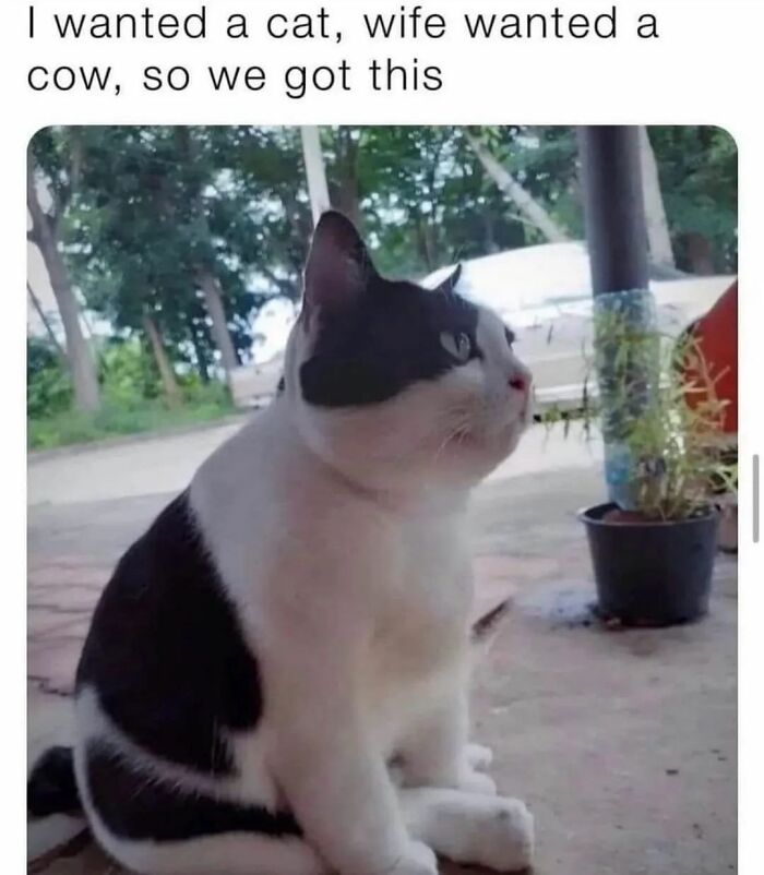 115 Cats Doing What Cats Do Best: Total Goofballs!