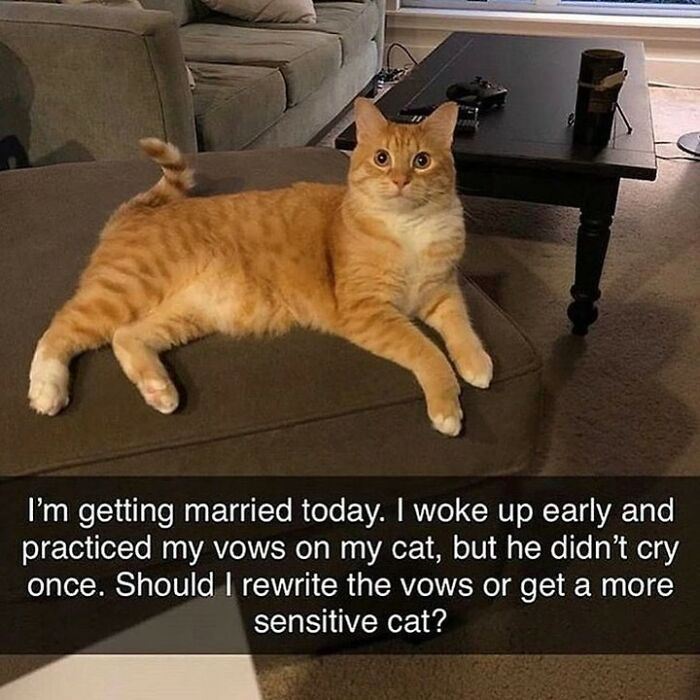 115 Cats Doing What Cats Do Best: Total Goofballs!