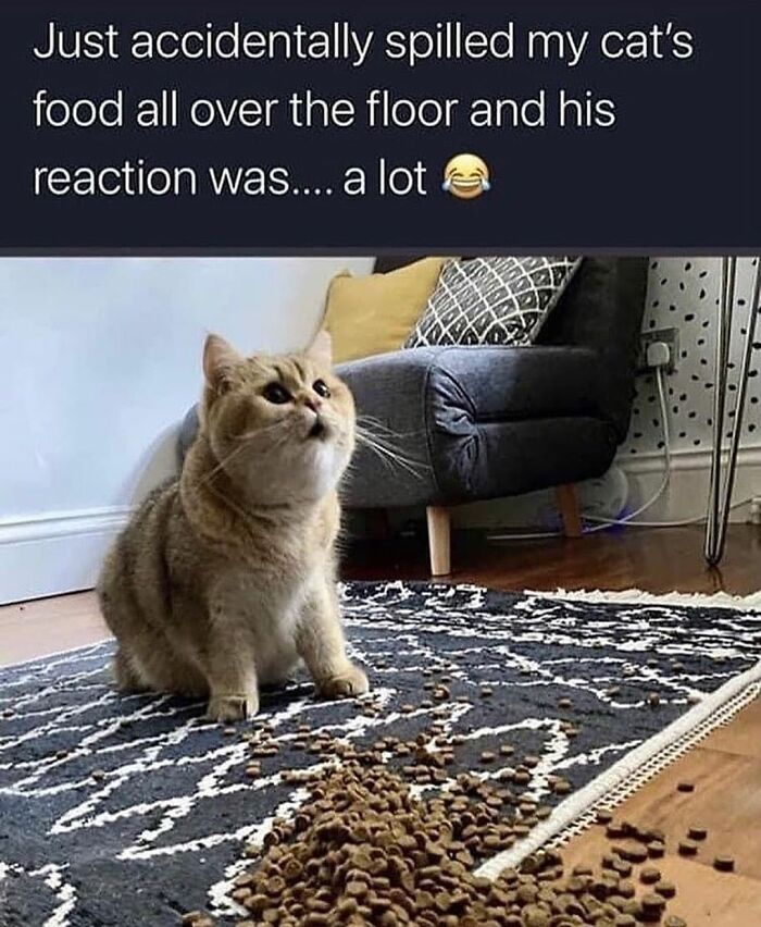 115 Cats Doing What Cats Do Best: Total Goofballs!