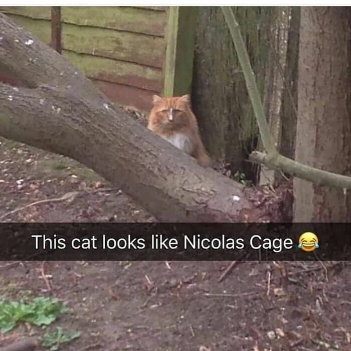 115 Cats Doing What Cats Do Best: Total Goofballs!