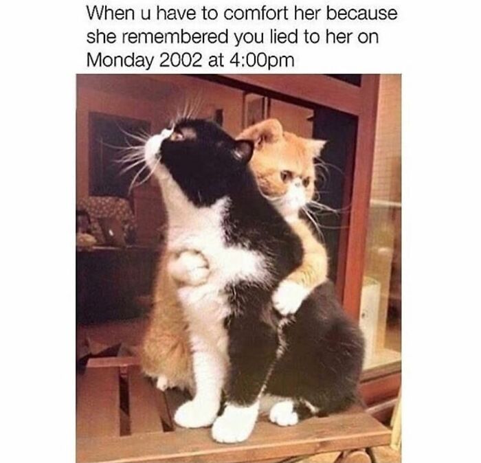 115 Cats Doing What Cats Do Best: Total Goofballs!