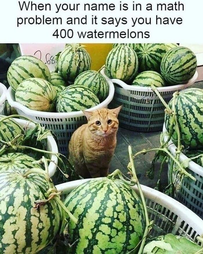 115 Cats Doing What Cats Do Best: Total Goofballs!