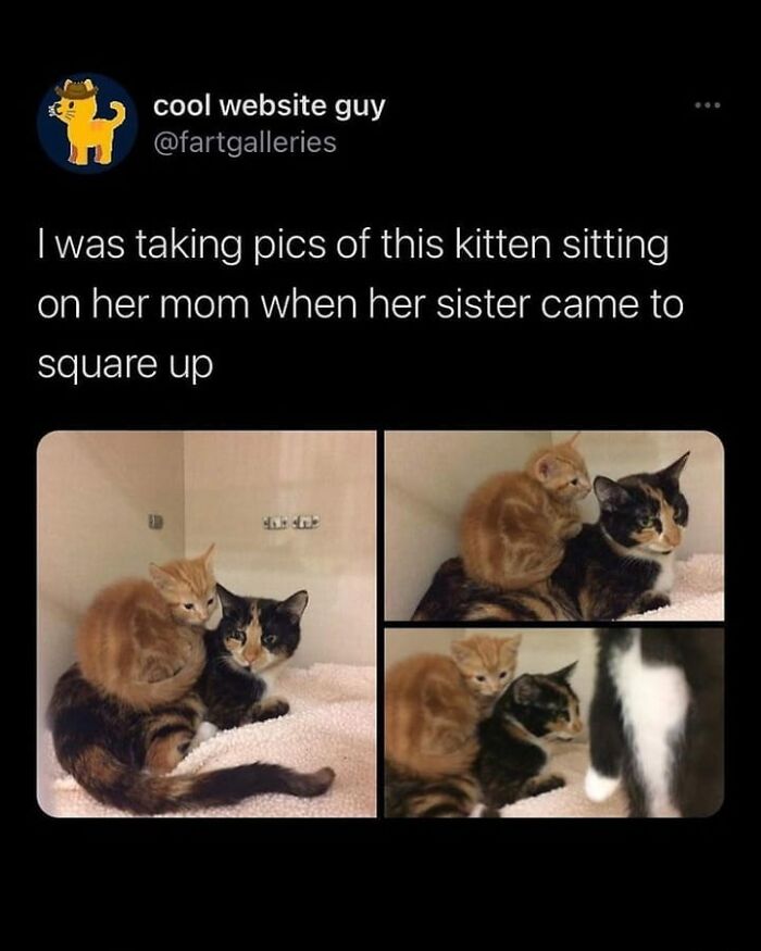 115 Cats Doing What Cats Do Best: Total Goofballs!