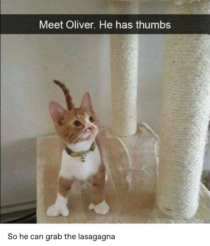 115 Cats Doing What Cats Do Best: Total Goofballs!