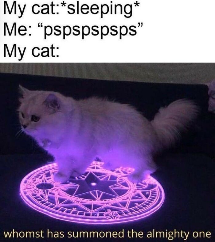 115 Cats Doing What Cats Do Best: Total Goofballs!