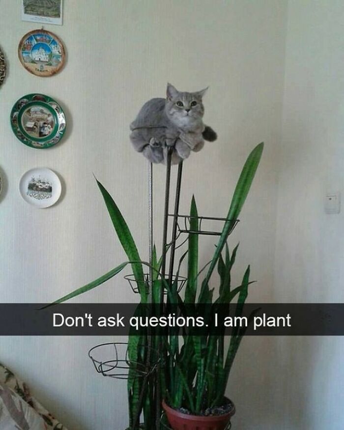 115 Cats Doing What Cats Do Best: Total Goofballs!