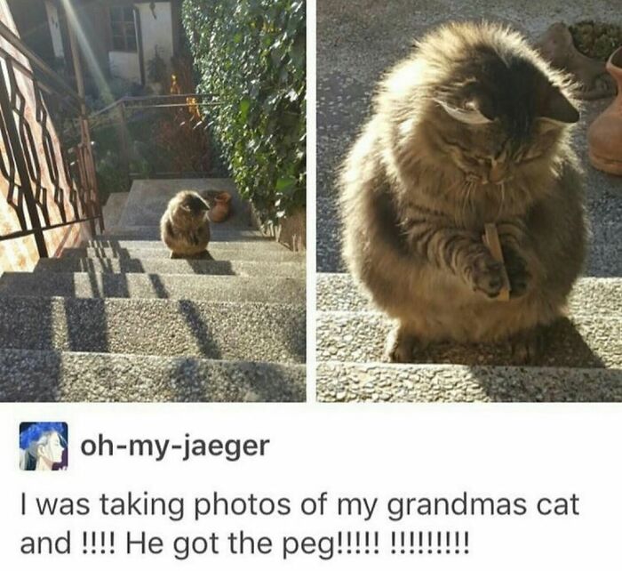 115 Cats Doing What Cats Do Best: Total Goofballs!