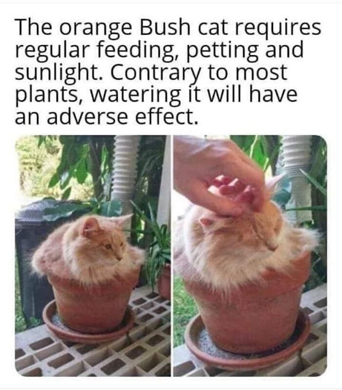 115 Cats Doing What Cats Do Best: Total Goofballs!