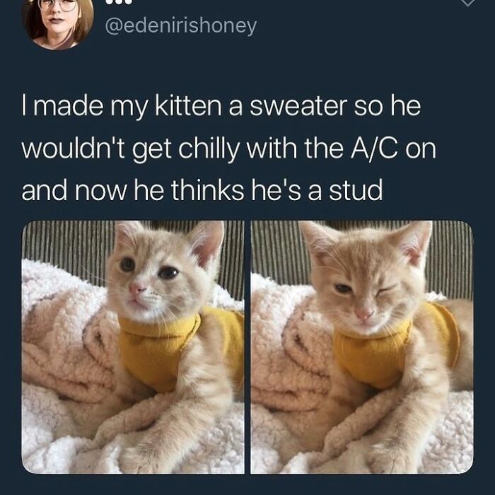 115 Cats Doing What Cats Do Best: Total Goofballs!