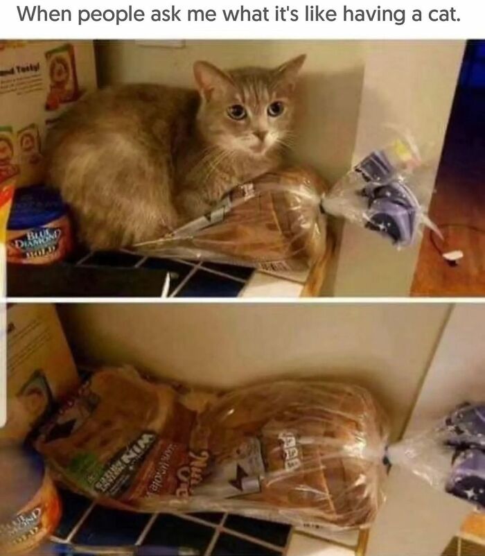 115 Cats Doing What Cats Do Best: Total Goofballs!