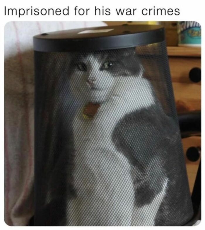 115 Cats Doing What Cats Do Best: Total Goofballs!