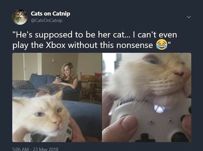 115 Cats Doing What Cats Do Best: Total Goofballs!