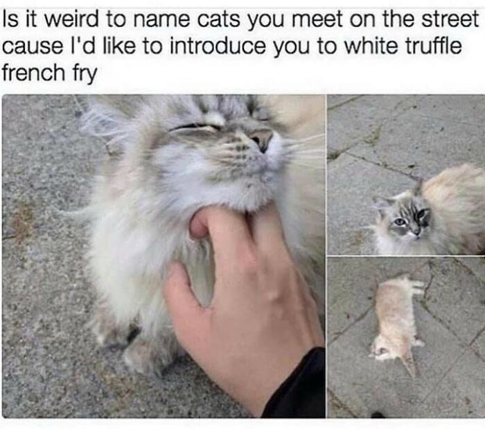 115 Cats Doing What Cats Do Best: Total Goofballs!