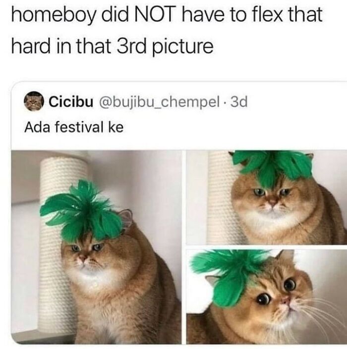 115 Cats Doing What Cats Do Best: Total Goofballs!