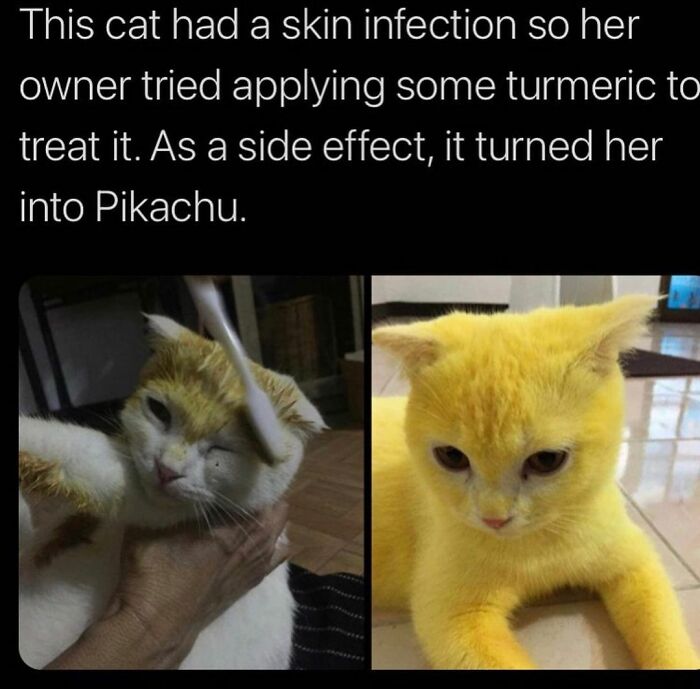 115 Cats Doing What Cats Do Best: Total Goofballs!