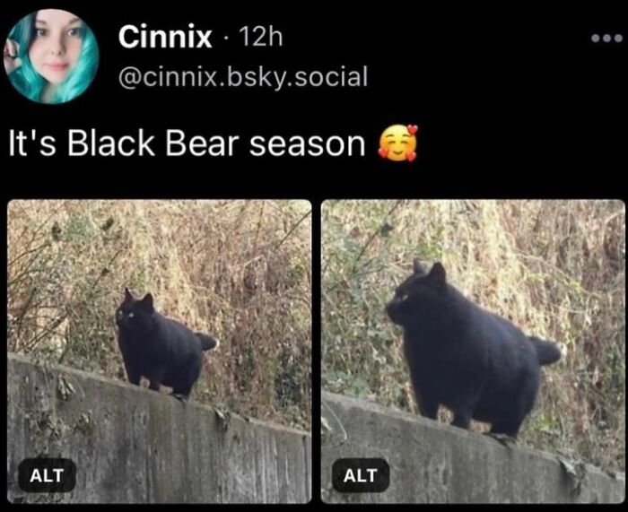 115 Cats Doing What Cats Do Best: Total Goofballs!