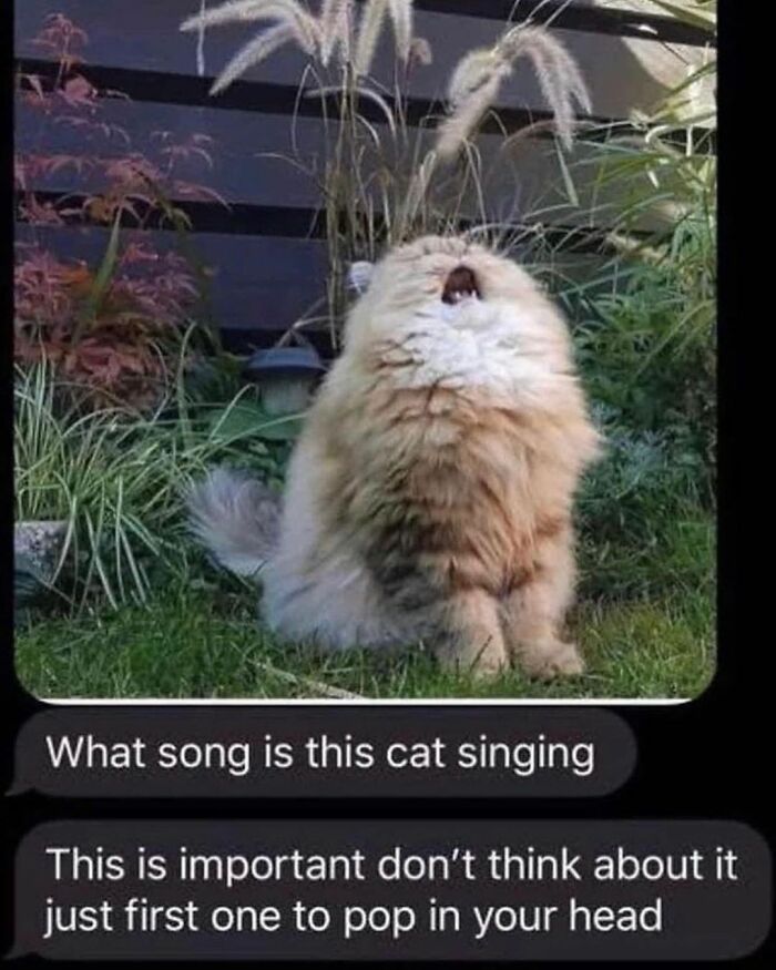 115 Cats Doing What Cats Do Best: Total Goofballs!