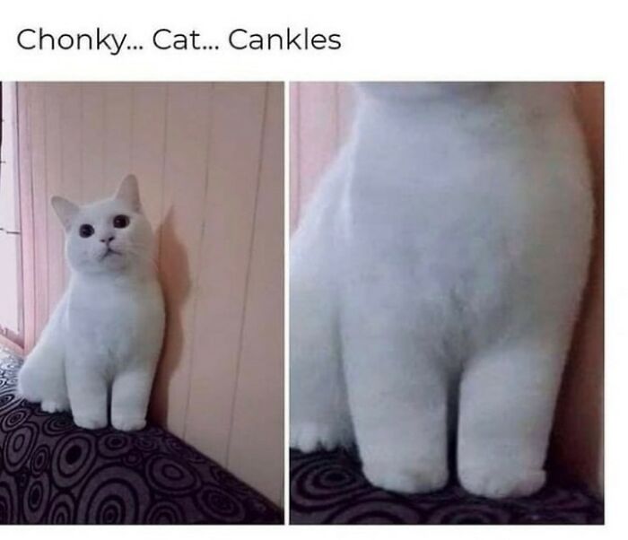 115 Cats Doing What Cats Do Best: Total Goofballs!