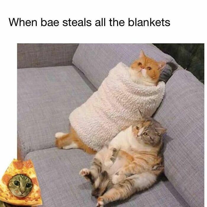 115 Cats Doing What Cats Do Best: Total Goofballs!