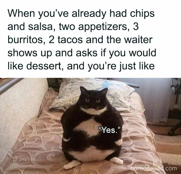 115 Cats Doing What Cats Do Best: Total Goofballs!