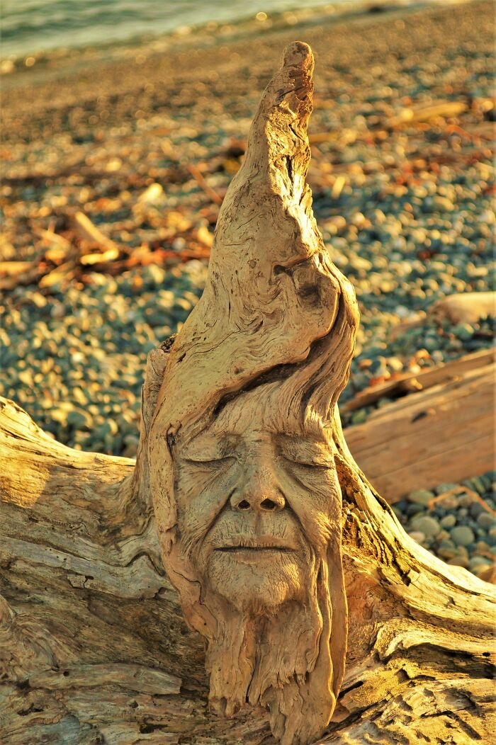 Cool Driftwood Sculptures That Look Like Nature’s Having a Party