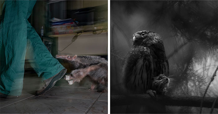 33 Wildlife Photos That Will Blow Your Mind (And Maybe Your Socks Off)