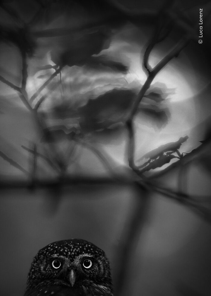 “Small But Mighty” By Luca Lorenz