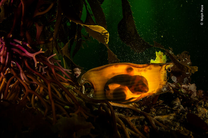 “Survival Purse” By Ralph Pace