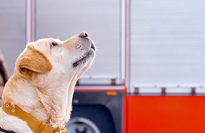 The Wildest Pet Smarts Stories You Won’t Believe Are Real