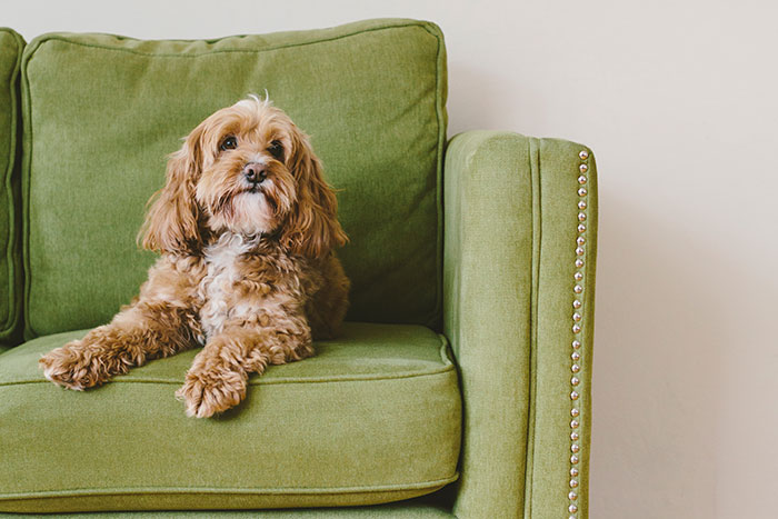 The Wildest Pet Smarts Stories You Won’t Believe Are Real