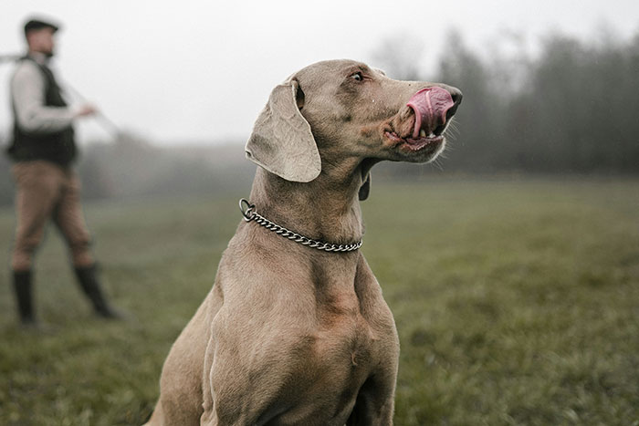 The Wildest Pet Smarts Stories You Won’t Believe Are Real