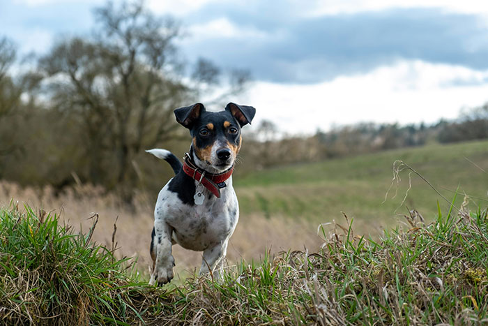 The Wildest Pet Smarts Stories You Won’t Believe Are Real