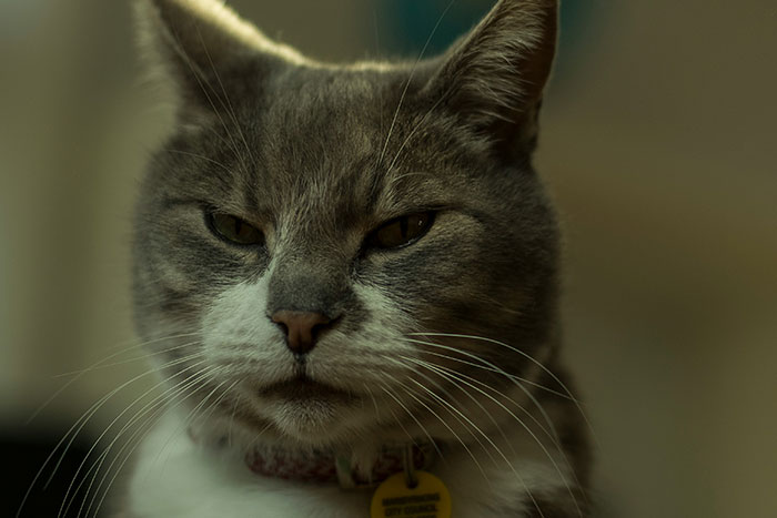 The Wildest Pet Smarts Stories You Won’t Believe Are Real