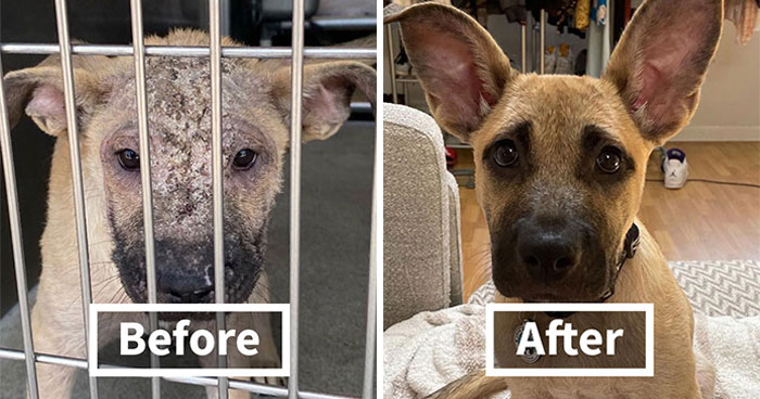 Wait Till You See These Rescue Dogs’ Glow-Up Pics!