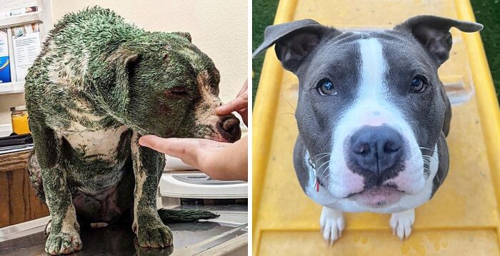 Wait Till You See These Rescue Dogs' Glow-Up Pics!