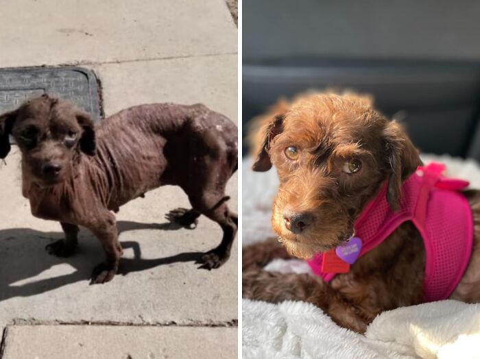 Wait Till You See These Rescue Dogs' Glow-Up Pics!