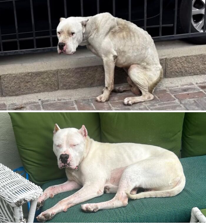 Wait Till You See These Rescue Dogs' Glow-Up Pics!