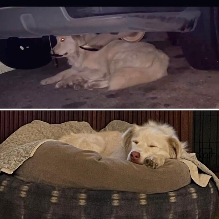 Wait Till You See These Rescue Dogs' Glow-Up Pics!