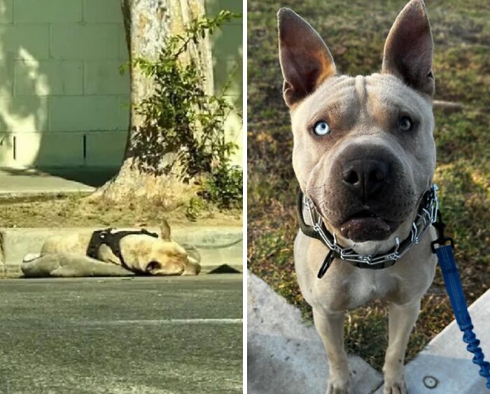 Wait Till You See These Rescue Dogs' Glow-Up Pics!