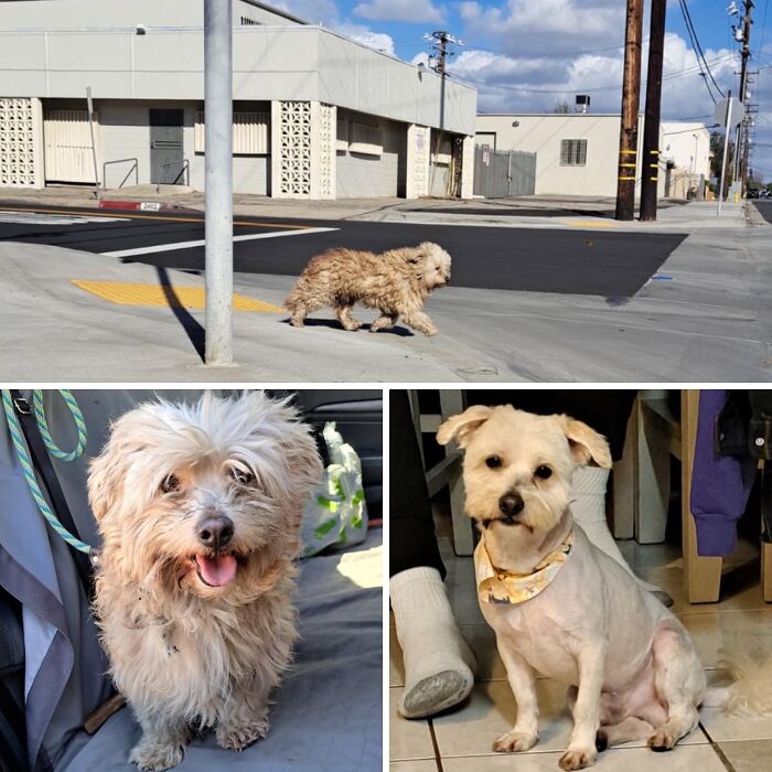 Wait Till You See These Rescue Dogs' Glow-Up Pics!