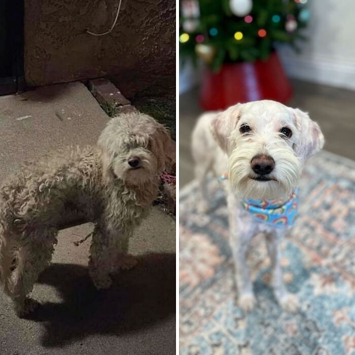 Wait Till You See These Rescue Dogs' Glow-Up Pics!