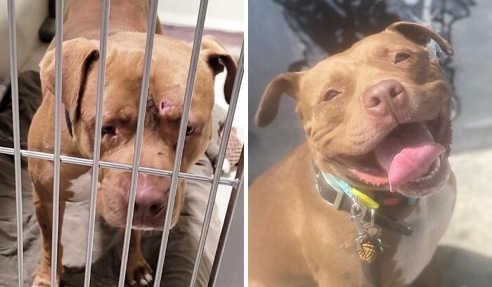 Wait Till You See These Rescue Dogs' Glow-Up Pics!