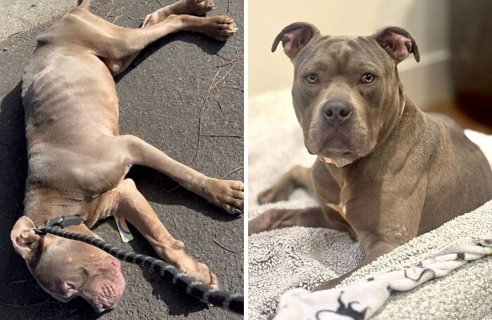 Wait Till You See These Rescue Dogs' Glow-Up Pics!