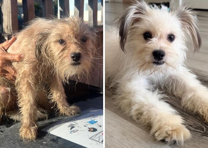 Wait Till You See These Rescue Dogs' Glow-Up Pics!