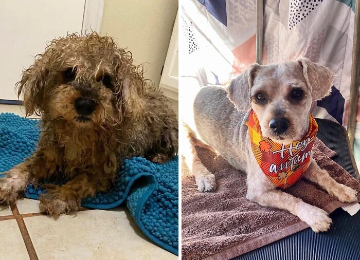 Wait Till You See These Rescue Dogs' Glow-Up Pics!