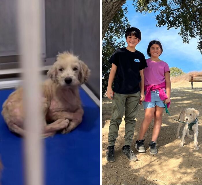 Wait Till You See These Rescue Dogs' Glow-Up Pics!