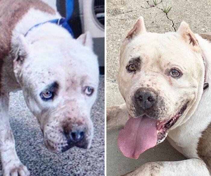 Wait Till You See These Rescue Dogs' Glow-Up Pics!