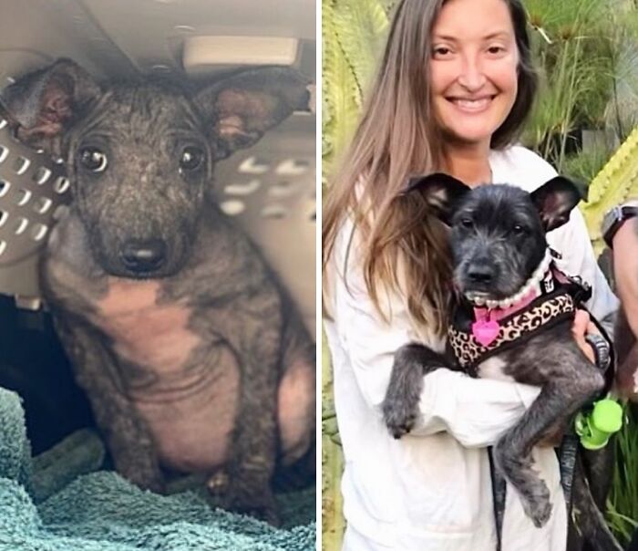 Wait Till You See These Rescue Dogs' Glow-Up Pics!