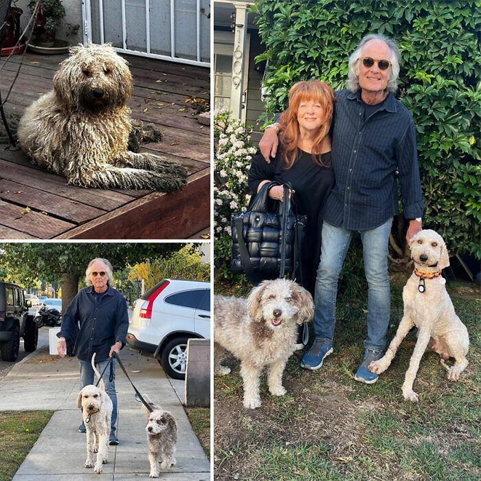 Wait Till You See These Rescue Dogs' Glow-Up Pics!